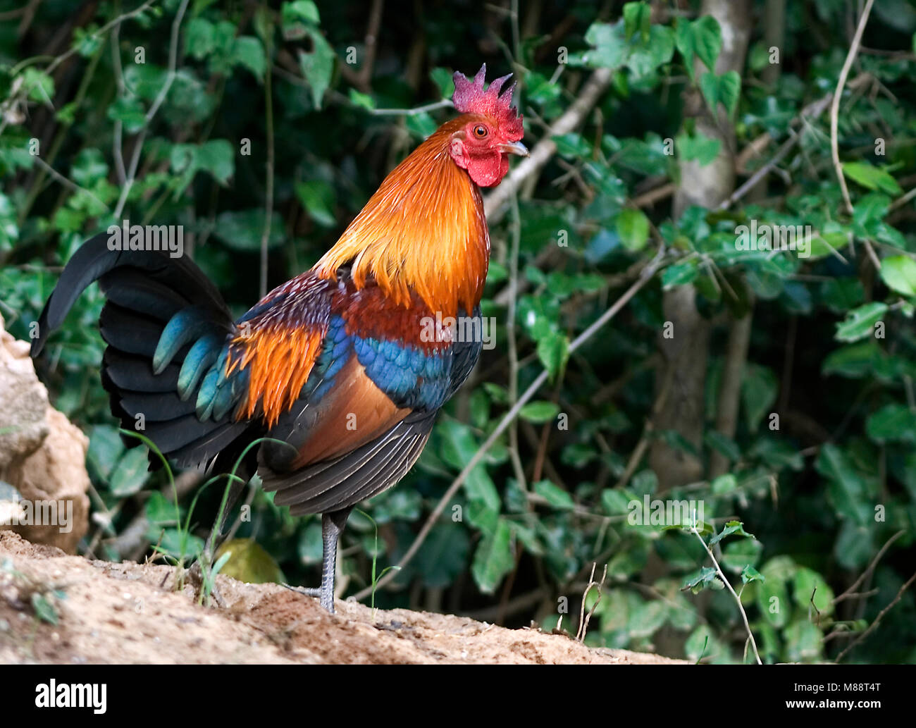 Bankivahoen, Red Junglefowl, Gallus Gallus gallus Foto Stock