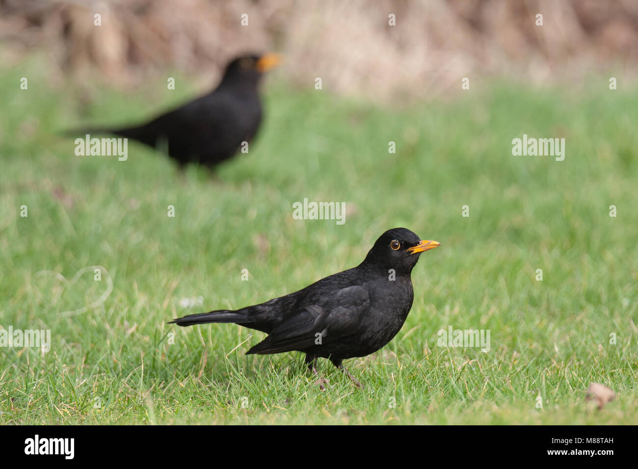 Merel op het gazon; Eurasian Blackbird sul prato Foto Stock