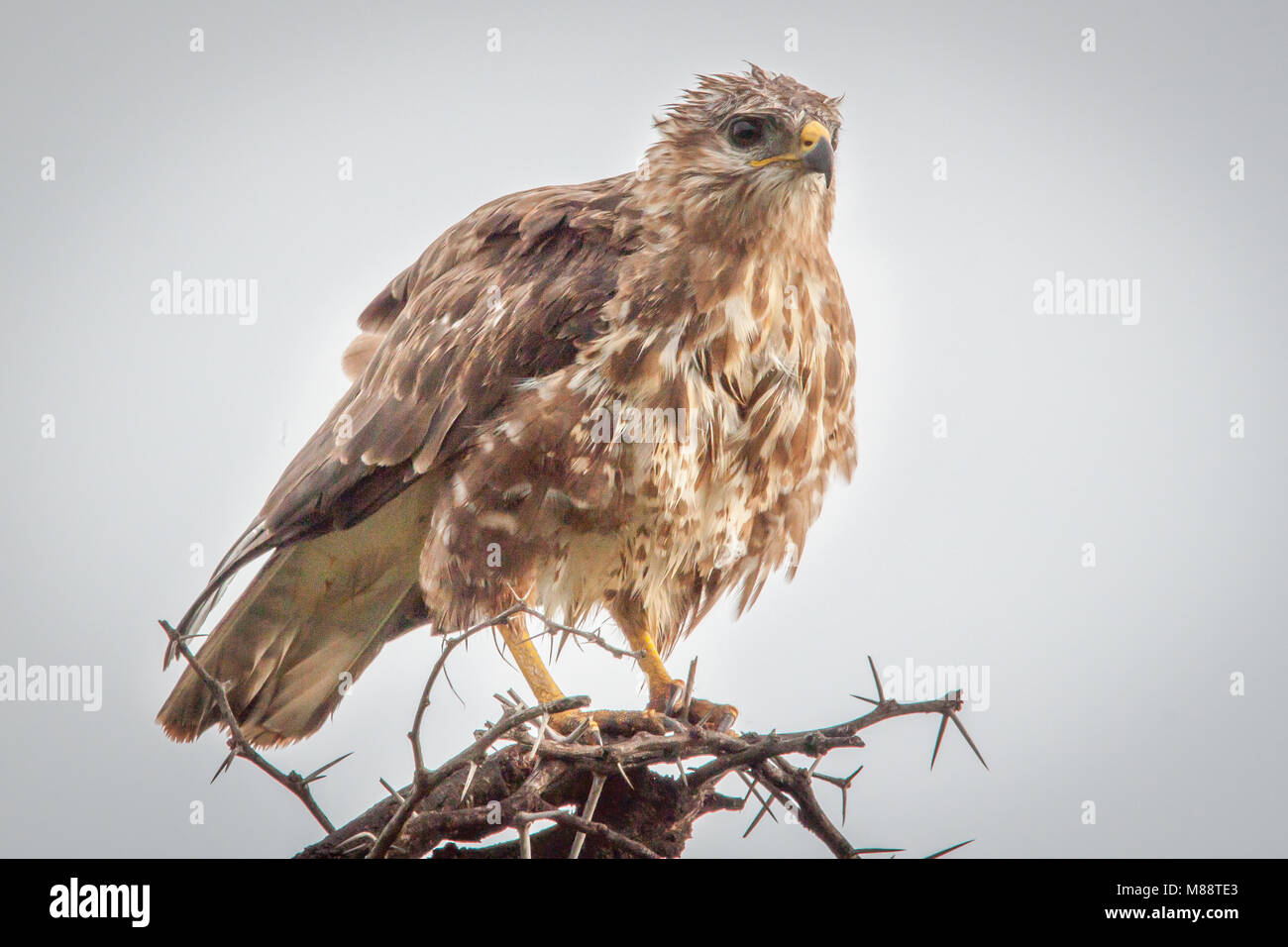 Poiana delle steppe Foto Stock