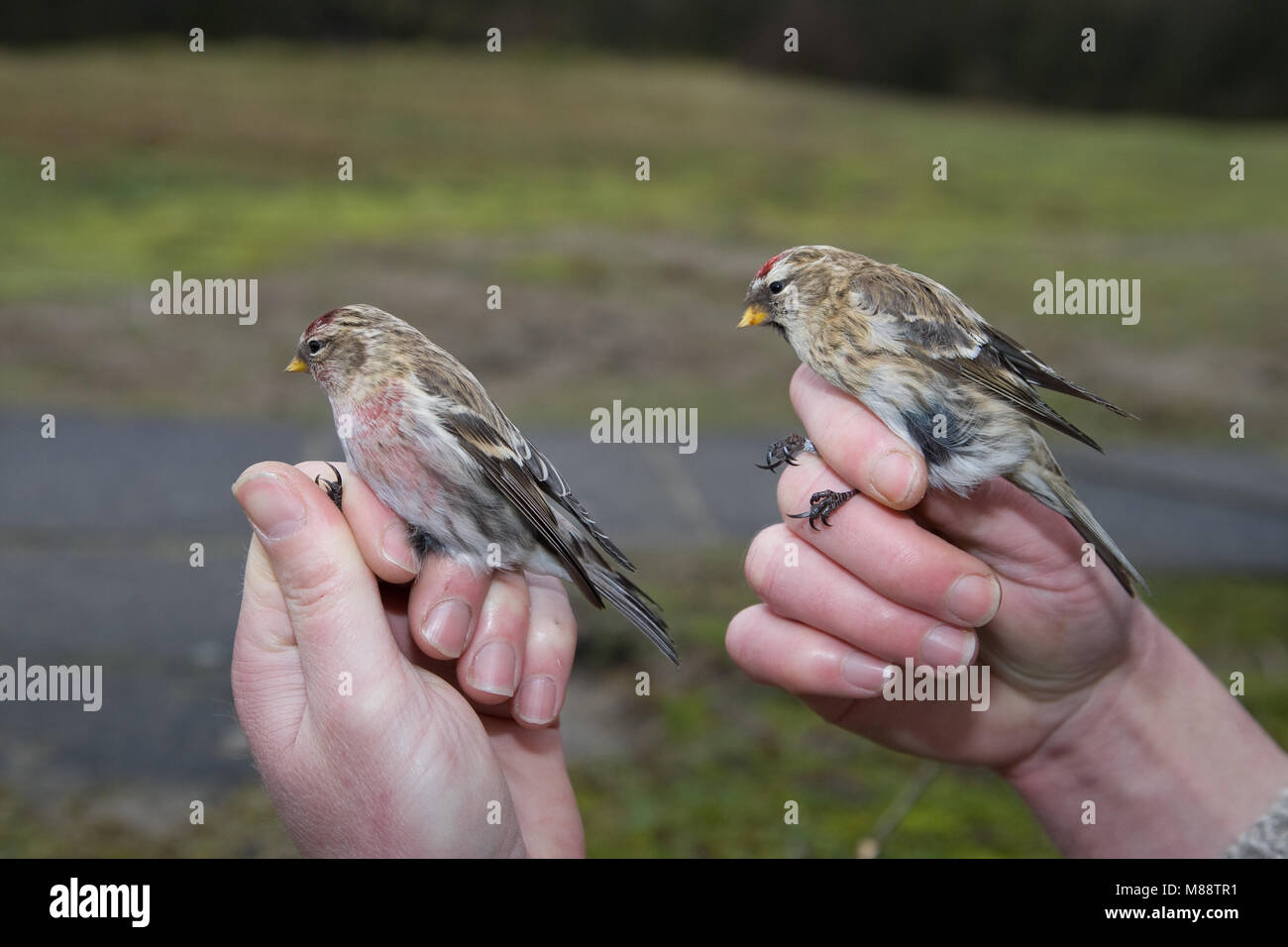 Grote Barmsijs en kleine Barmsijs gevangen op de ringbaan; Redpoll farinose e Lesser Redpoll catturati in mistnet Foto Stock