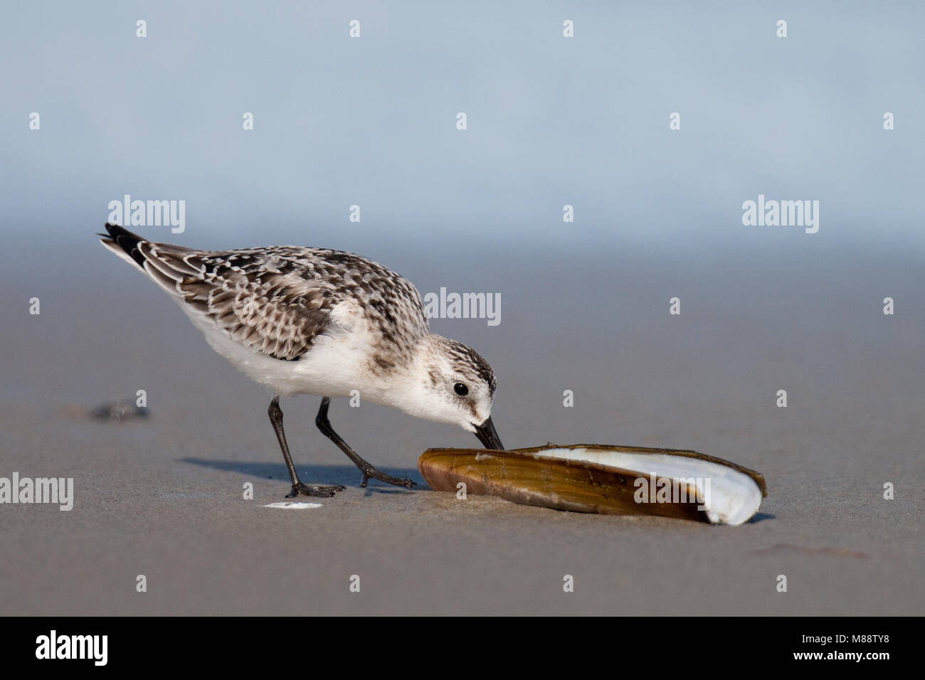 Drieteenstrandloper foeragerend op Amerikaanse zwaardschede; Sanderling alimentazione su americano Jack coltello clam Foto Stock