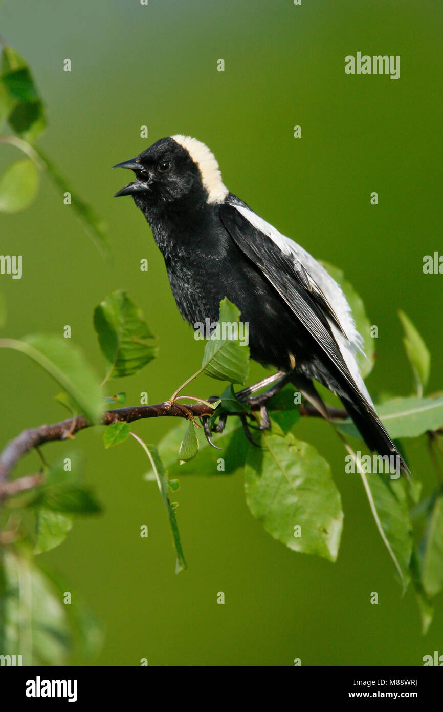 Maschio adulto Hartford Co., CT Giugno 2006 Foto Stock