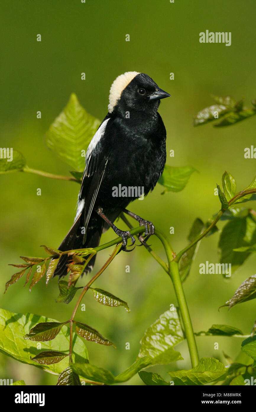 Adulti riproduttori maschi Hartford Co., CT Giugno 2006 Foto Stock