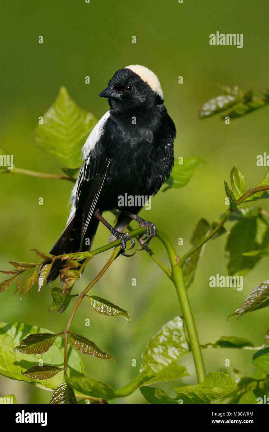 Maschio adulto Hartford Co., CT Giugno 2006 Foto Stock