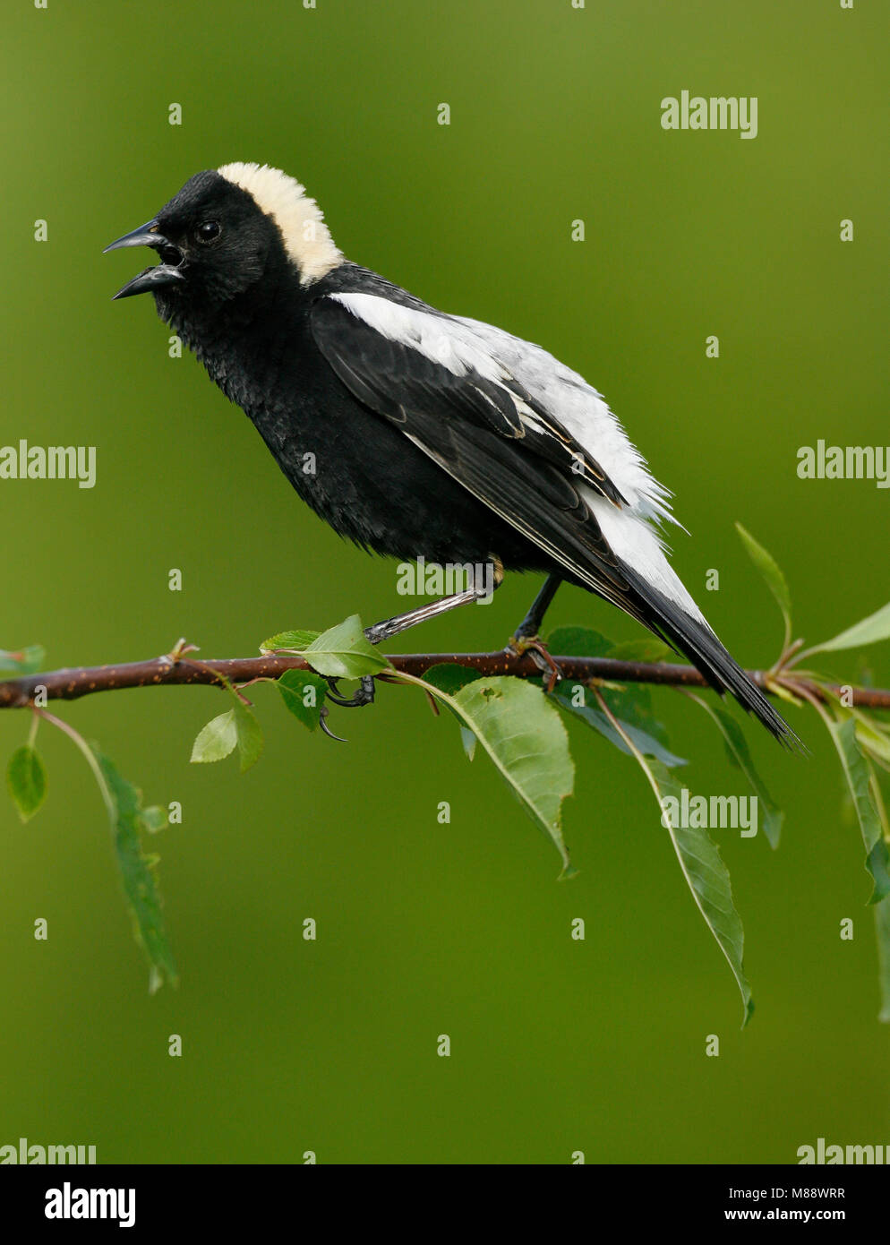 Adulti riproduttori maschi Hartford Co., CT Giugno 2006 Foto Stock