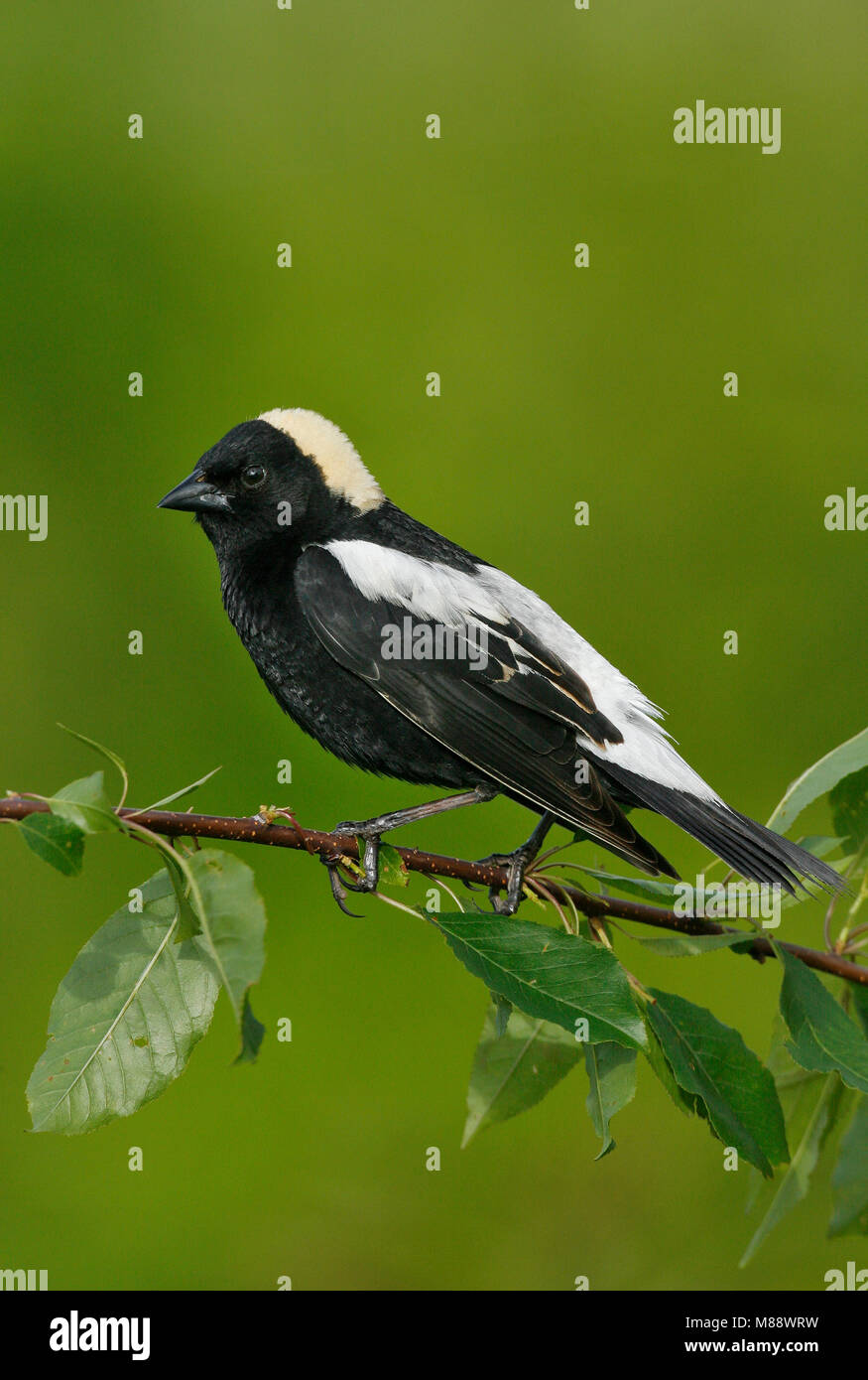 Adulti riproduttori maschi Hartford Co., CT Giugno 2006 Foto Stock