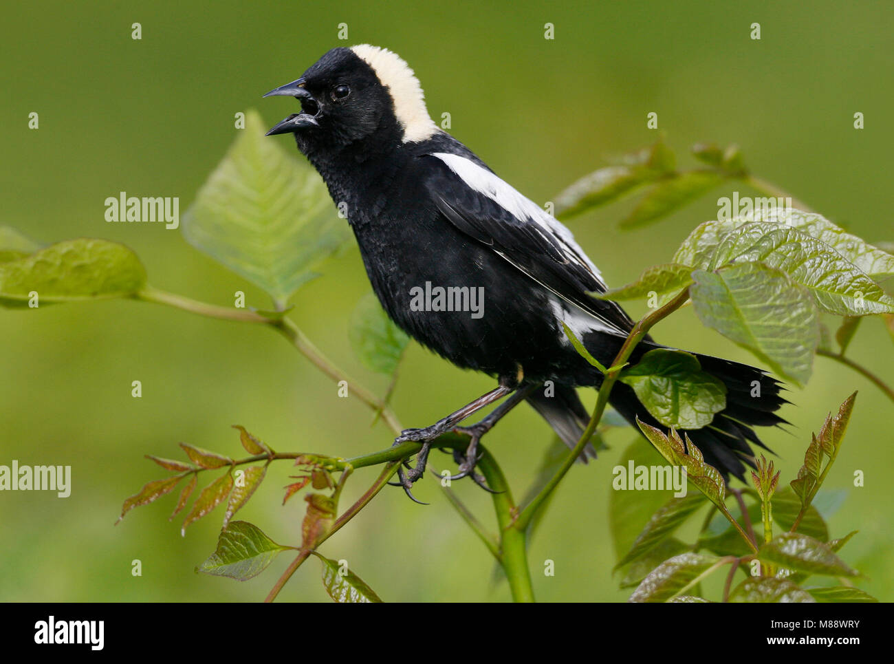 Maschio adulto Hartford Co., CT Giugno 2006 Foto Stock