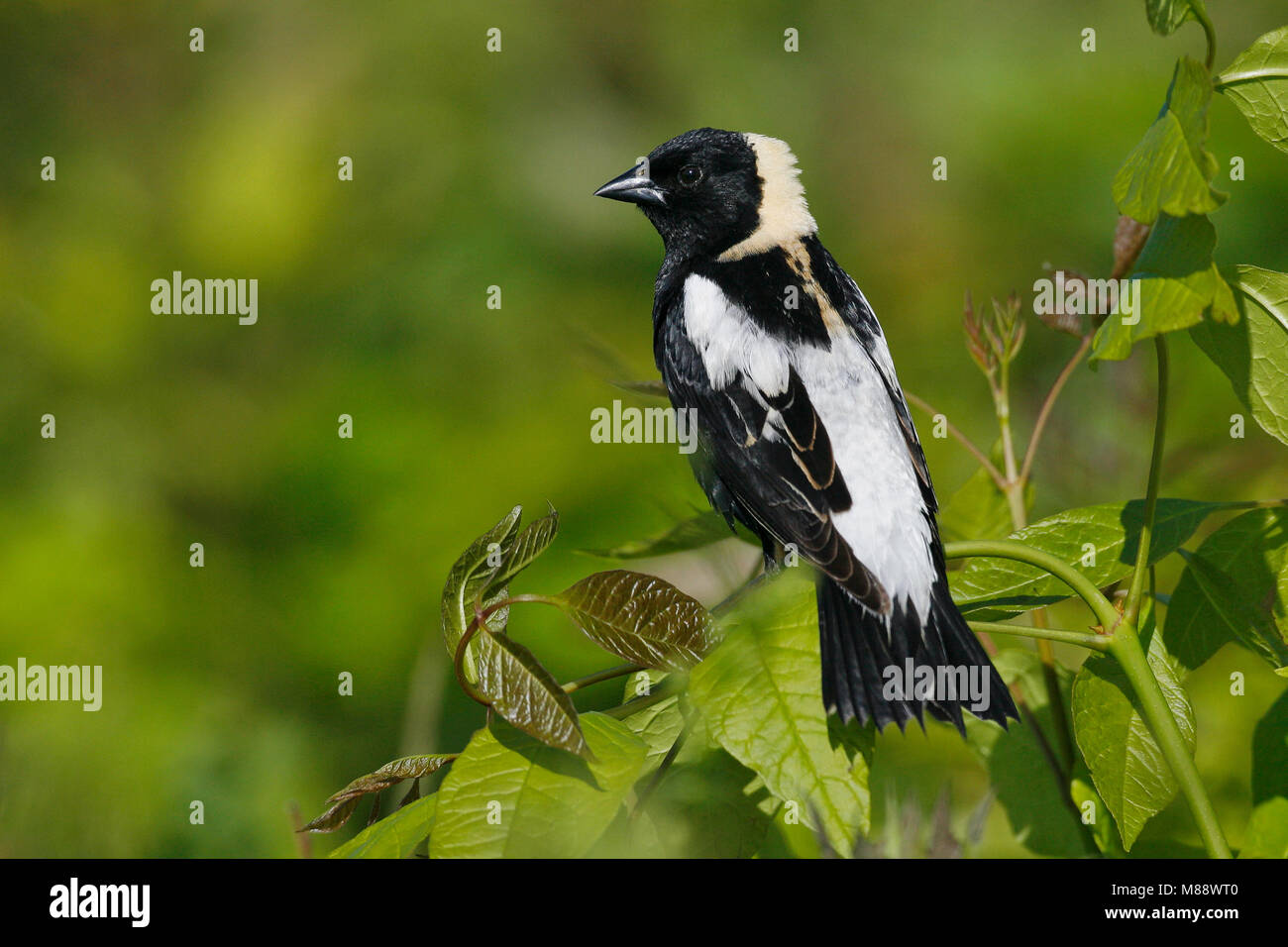 Adulti riproduttori maschi Hartford Co., CT Giugno 2006 Foto Stock