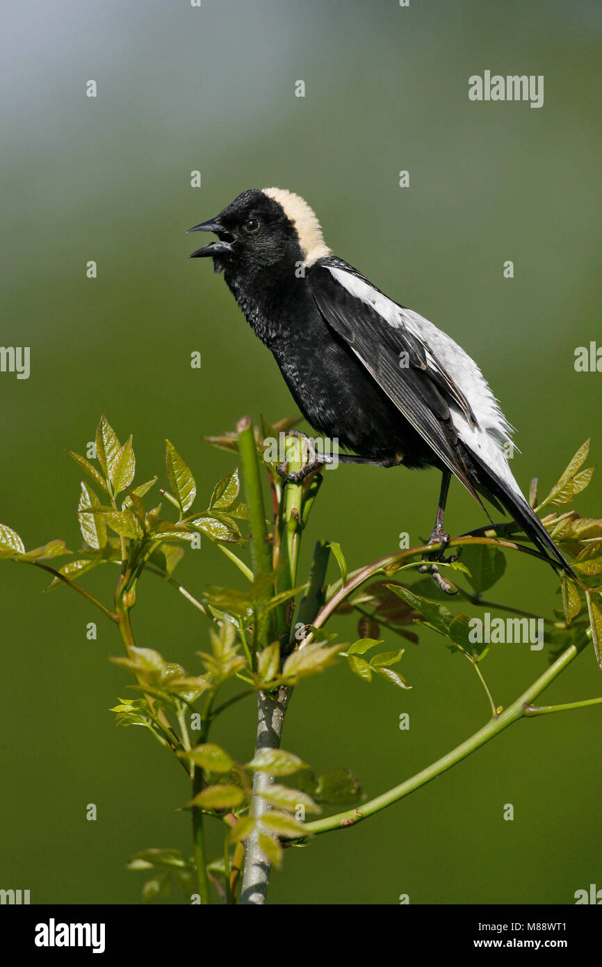 Adulti riproduttori maschi Hartford Co., CT Giugno 2006 Foto Stock