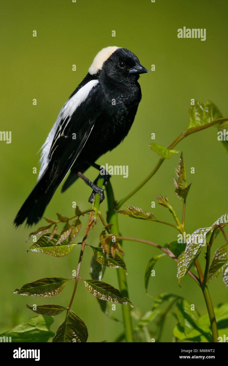 Adulti riproduttori maschi Hartford Co., CT Giugno 2006 Foto Stock