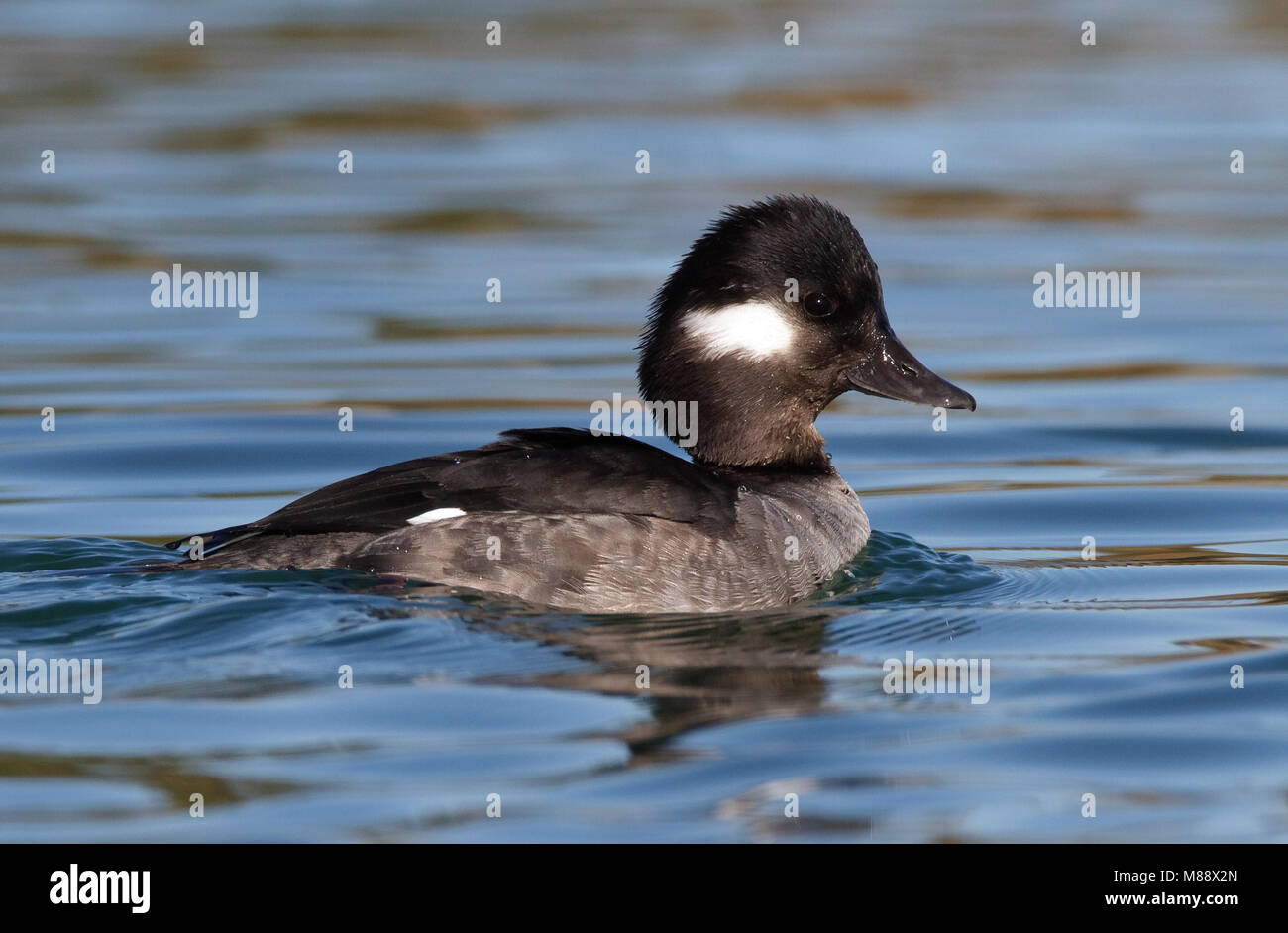 Femmina adulta Los Angeles Co., CA Febbraio 2010 Foto Stock