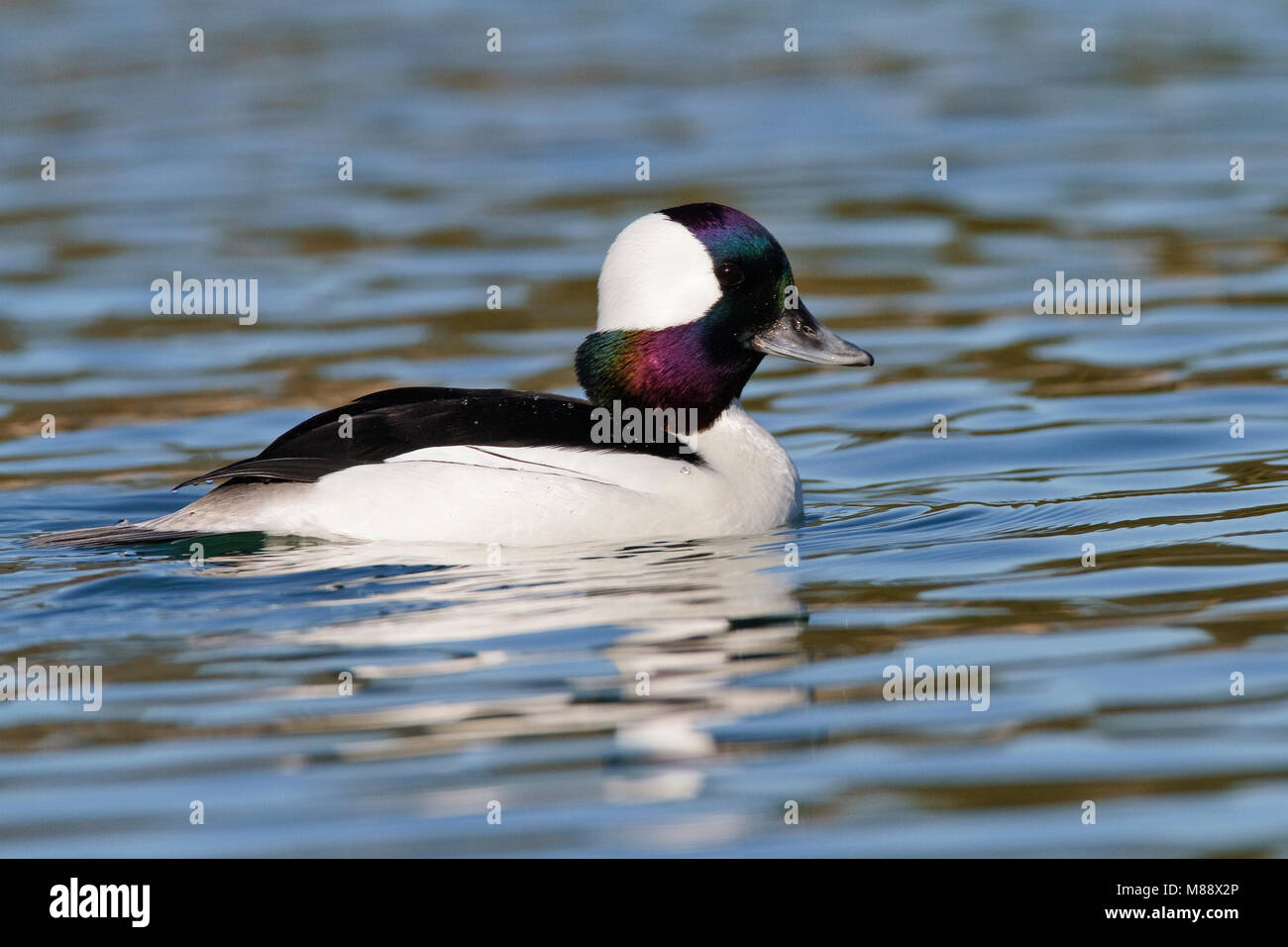Maschio adulto di Los Angeles Co., CA Febbraio 2010 Foto Stock