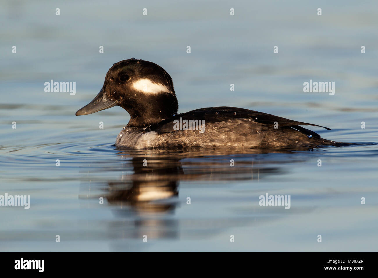 Femmina adulta Santa Clara Co., CA Dicembre 2012 Foto Stock
