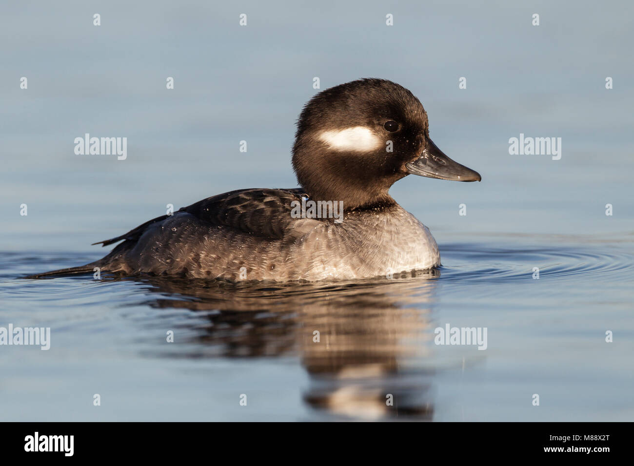 Femmina adulta Santa Clara Co., CA Dicembre 2012 Foto Stock
