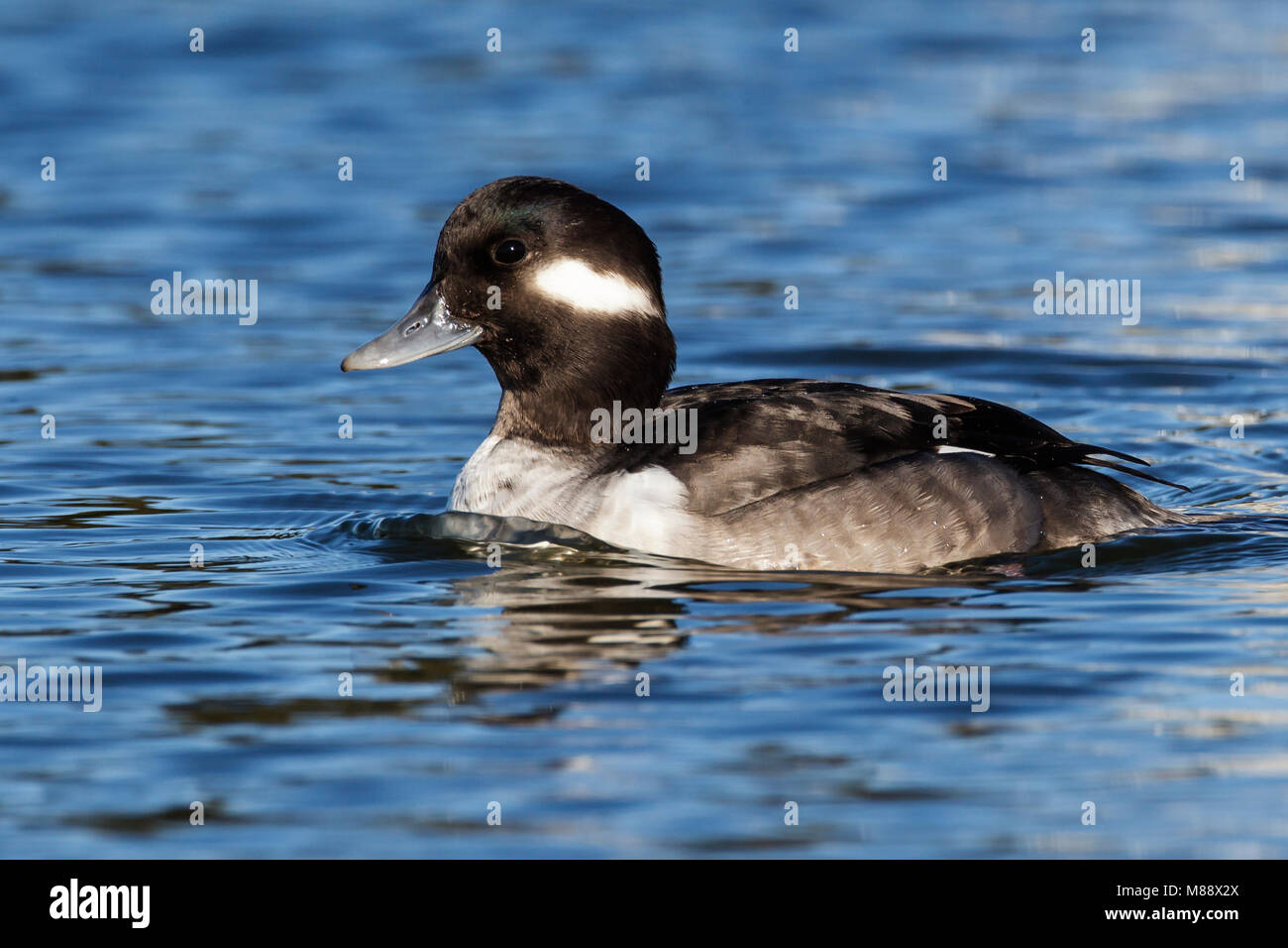 Femmina adulta Santa Clara Co., CA Dicembre 2012 Foto Stock