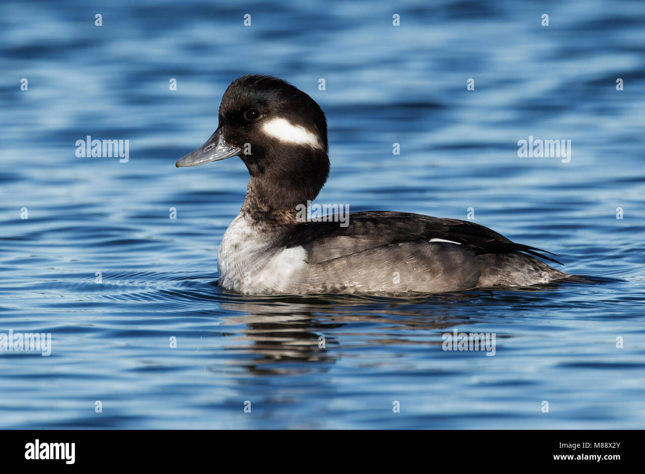 Femmina adulta Santa Clara Co., CA Dicembre 2012 Foto Stock