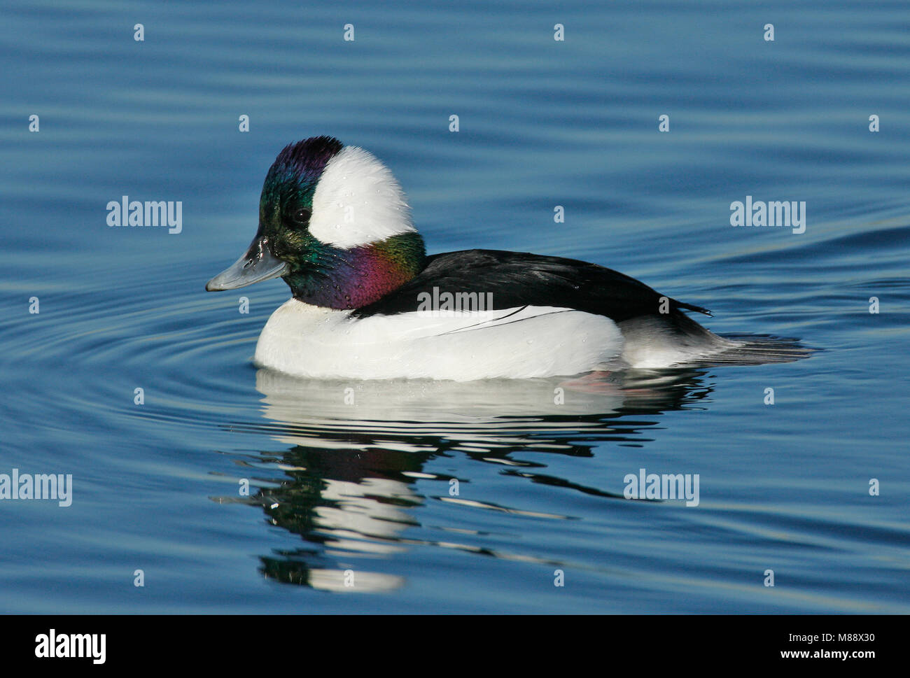 Maschio adulto Orange Co., CA Gennaio 2007 Foto Stock