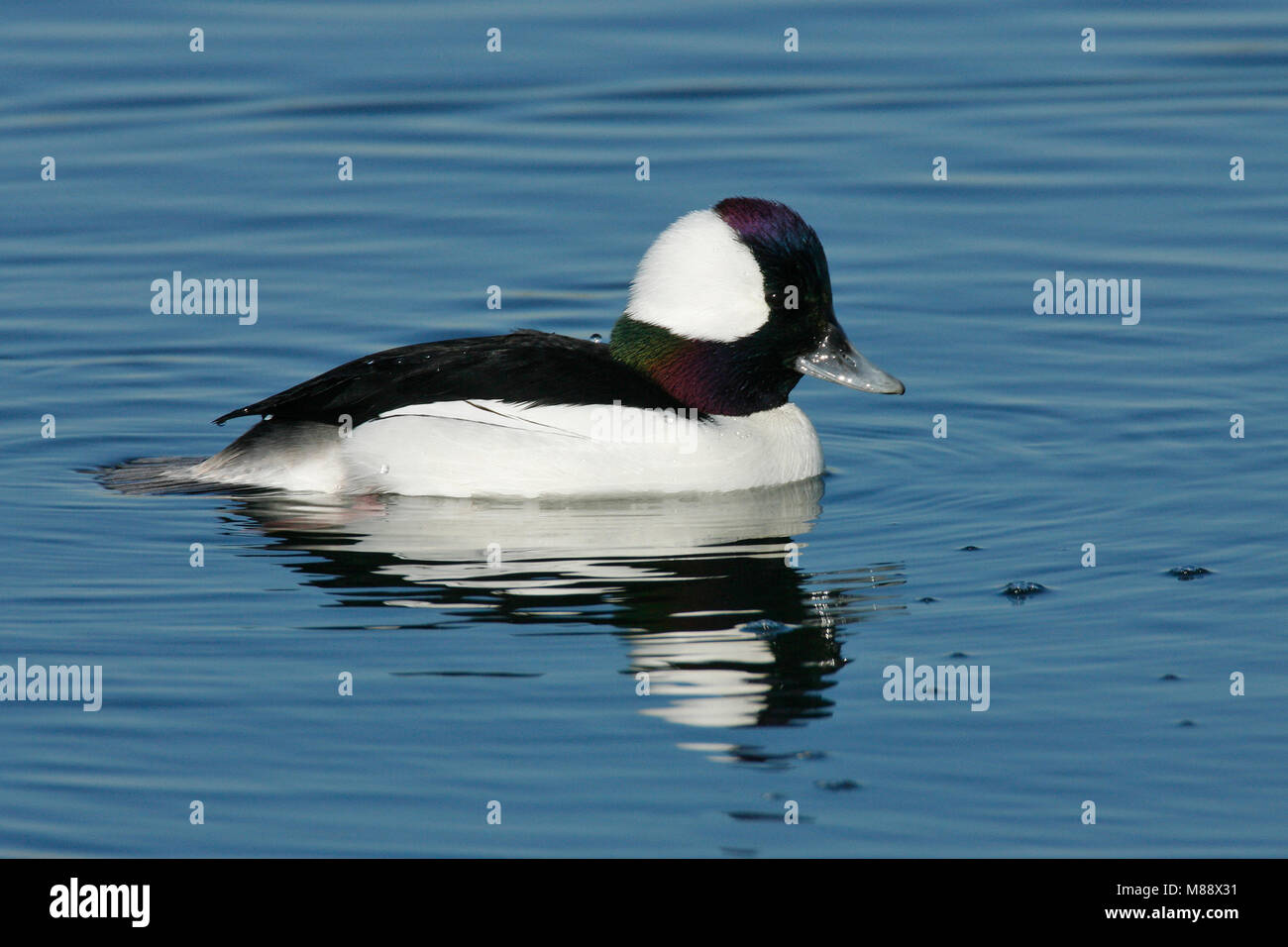 Maschio adulto Orange Co., CA Gennaio 2007 Foto Stock