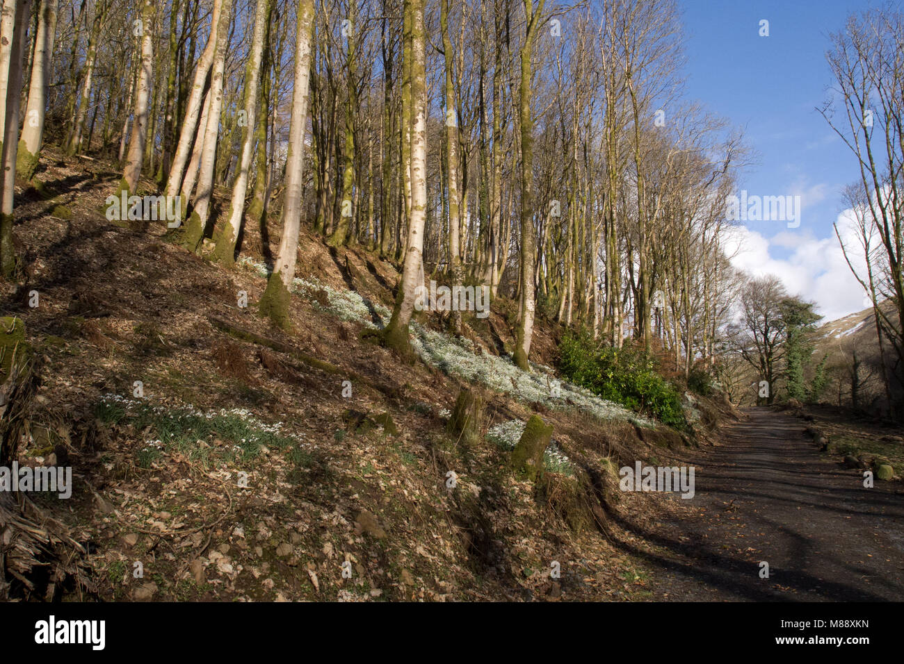 Snowdrops nella foresta, Ponte Greeto sentiero, Largs, Scozia Foto Stock