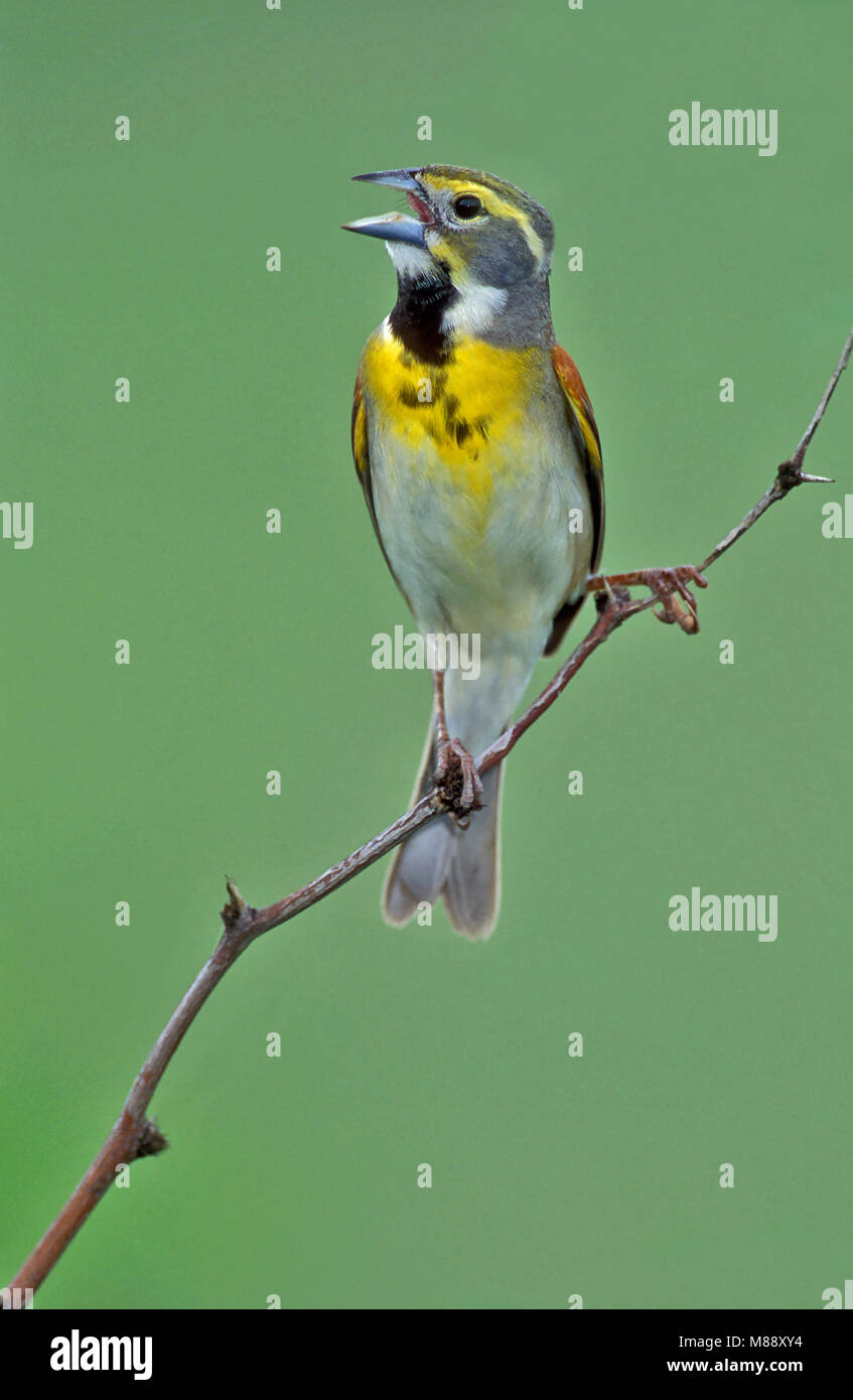 Maschi adulti Camere allevamento Co., TX Aprile 2004 Foto Stock