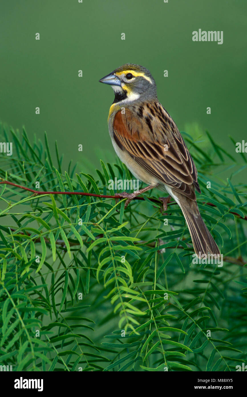 Maschi adulti Camere allevamento Co., TX Aprile 2003 Foto Stock