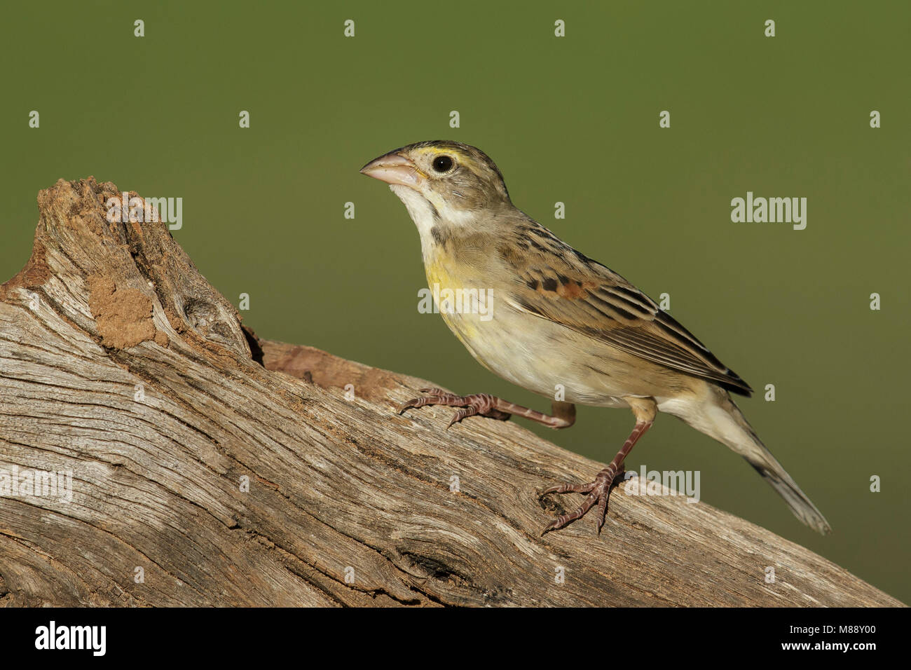 Adulto non-allevamento Hidalgo Co., TX Febbraio 2014 Foto Stock