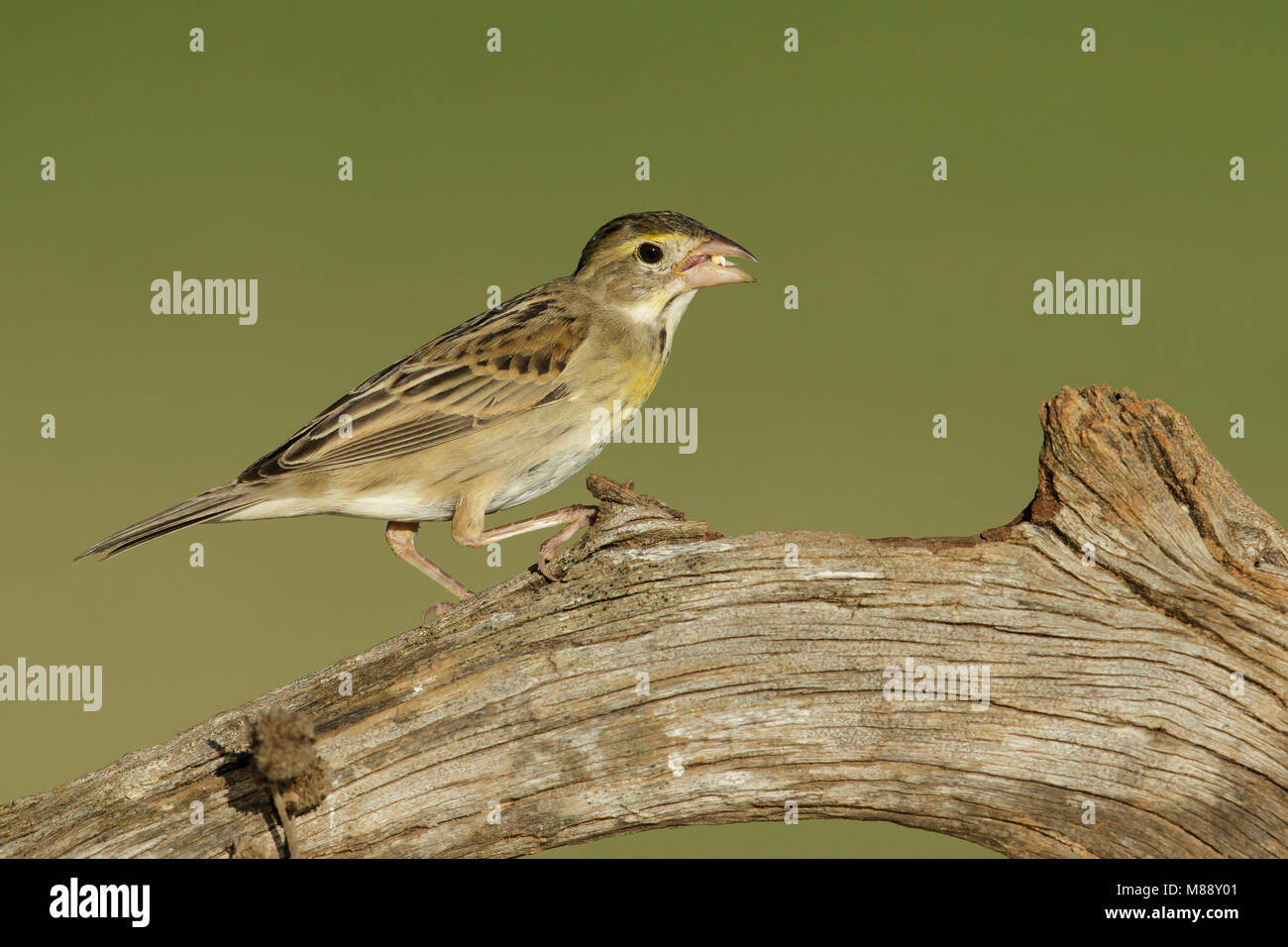 Adulto non-allevamento Hidalgo Co., TX Febbraio 2014 Foto Stock