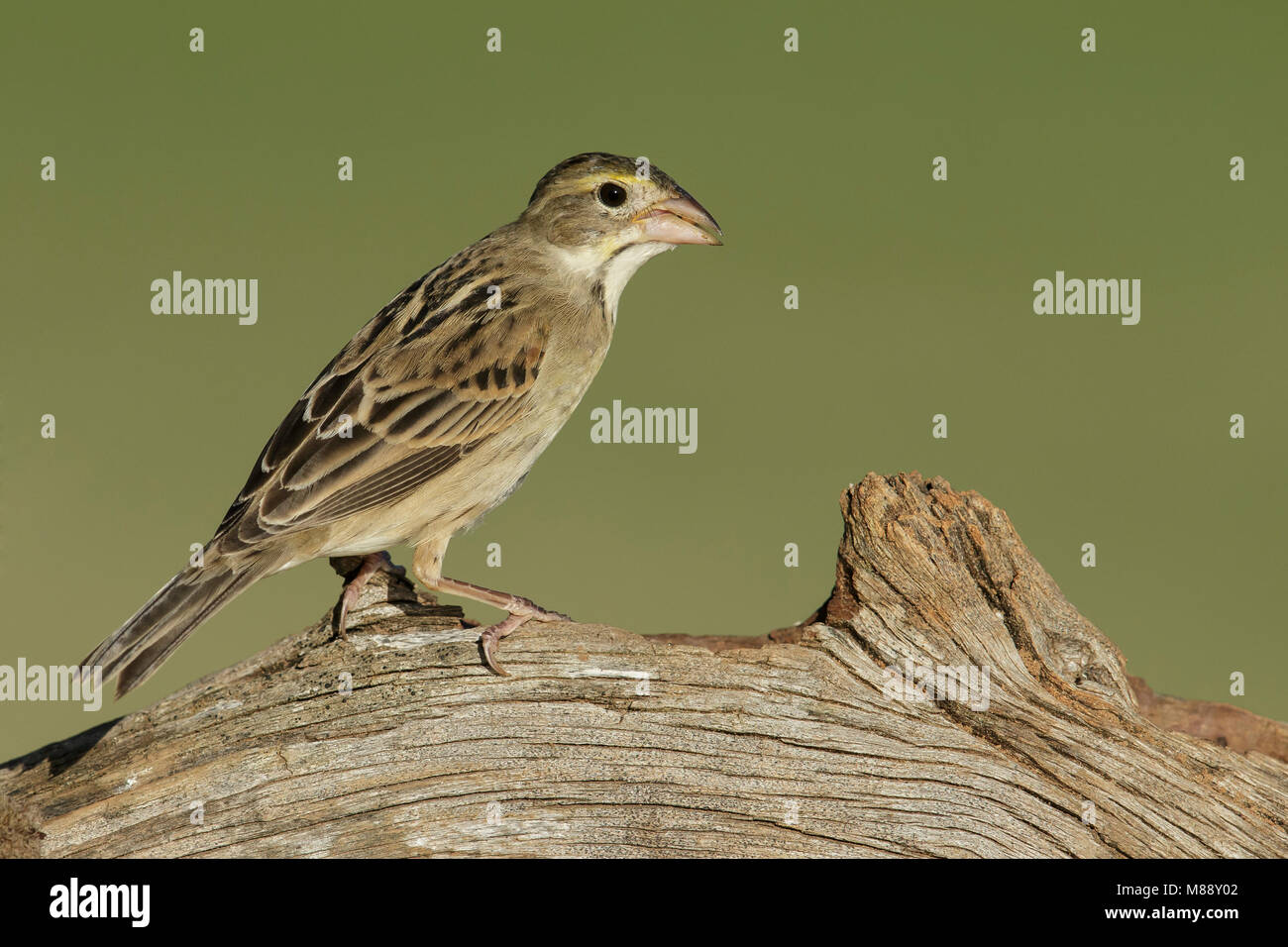 Maschio immaturo Hidalgo Co., TX Febbraio 2014 Foto Stock