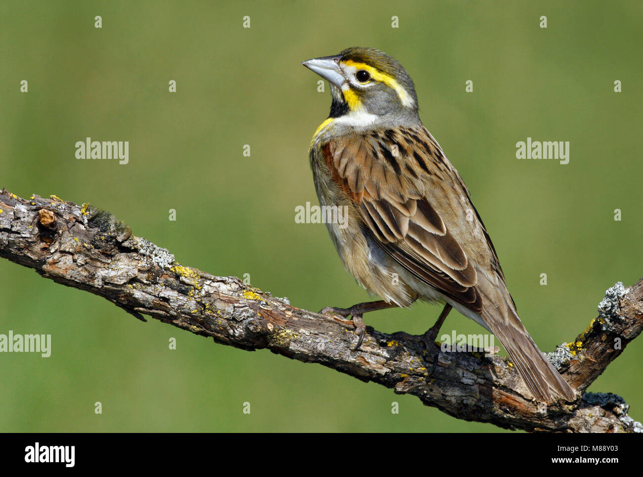 Adulti riproduttori maschi Galveston Co., TX Aprile 2006 Foto Stock