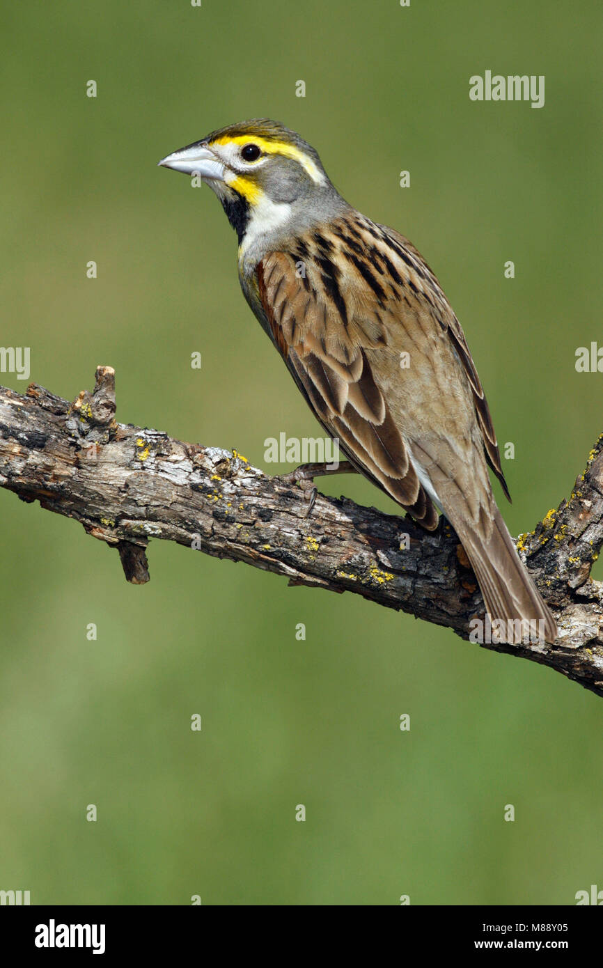 Adulti riproduttori maschi Galveston Co., TX Aprile 2006 Foto Stock