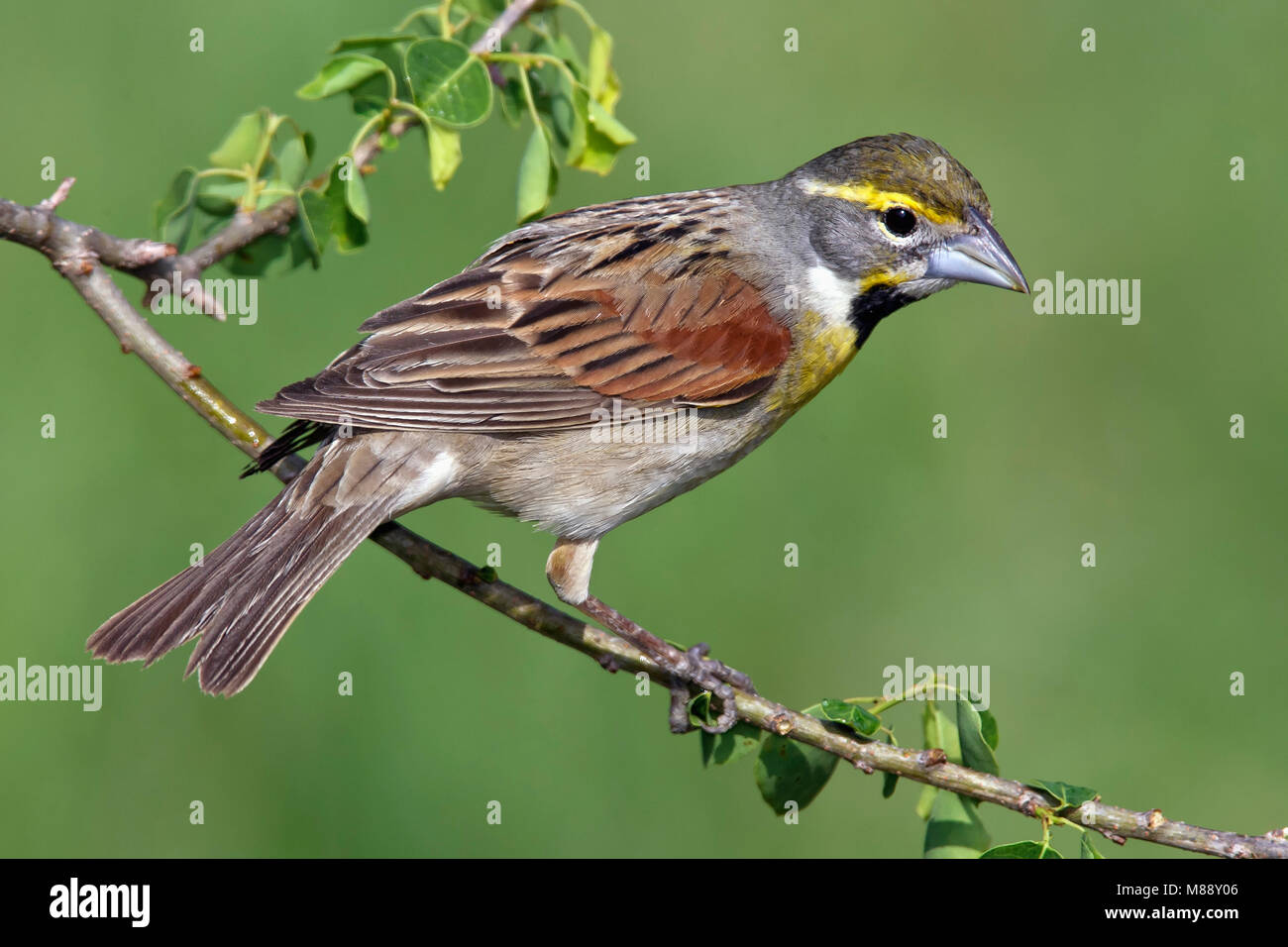 Adulti riproduttori maschi Galveston Co., TX Aprile 2006 Foto Stock