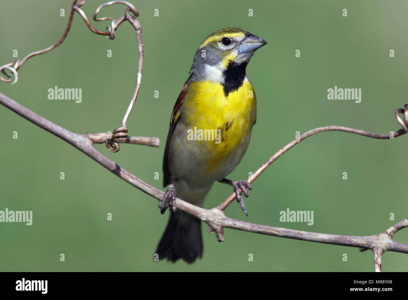 Adulti riproduttori maschi Galveston Co., TX Aprile 2006 Foto Stock