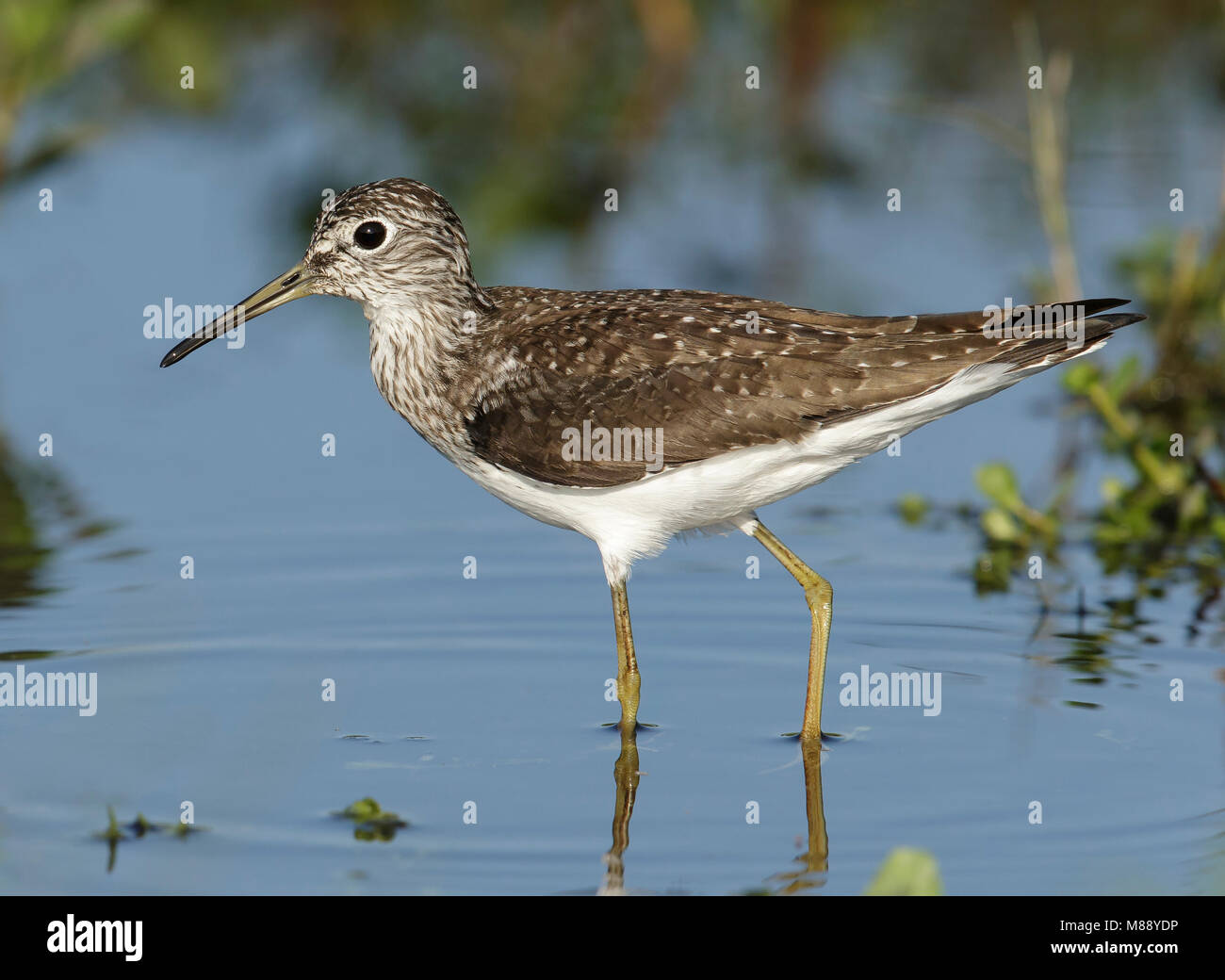 Riproduttori adulti Galveston Co., TX Aprile 2014 Foto Stock