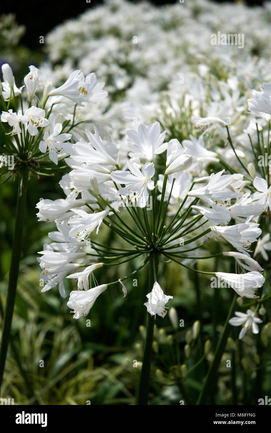 Tatton Park Flower Show Foto Stock