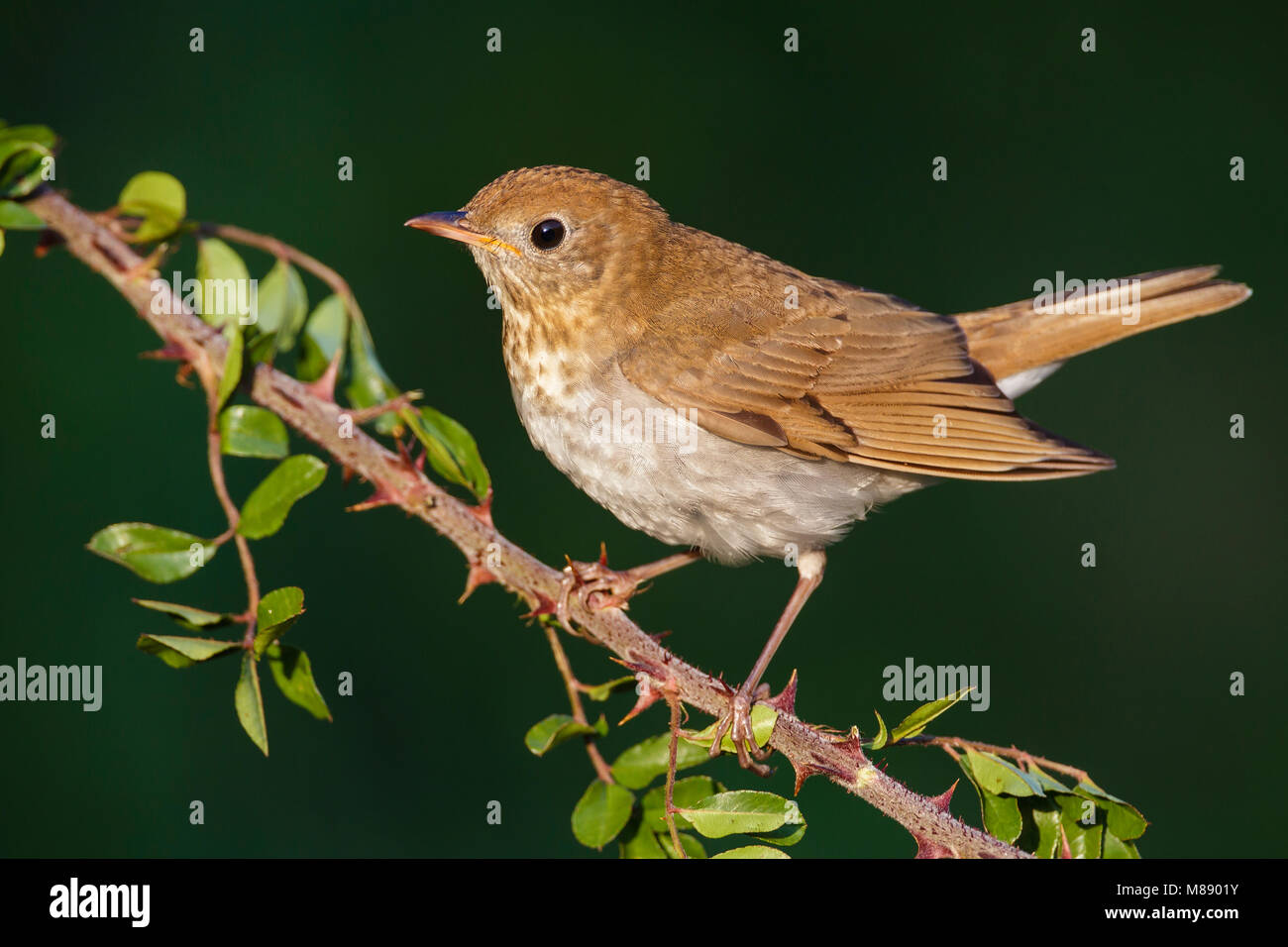 Adulto Galveston Co., TX Aprile 2012 Foto Stock
