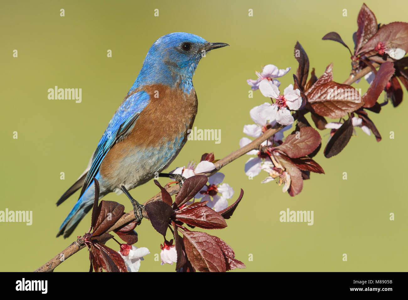Immagine di uccelli da Brian E. piccola Foto Stock