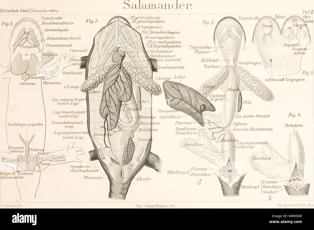 *Elementarcurs der Zootomie in fÃ¼nfzehn Vorlesungen* (1896) è un'opera in lingua tedesca che offre un corso introduttivo sull'anatomia zoologica, presentato in quindici lezioni. Esso copre la struttura e la funzione di varie specie animali. Foto Stock