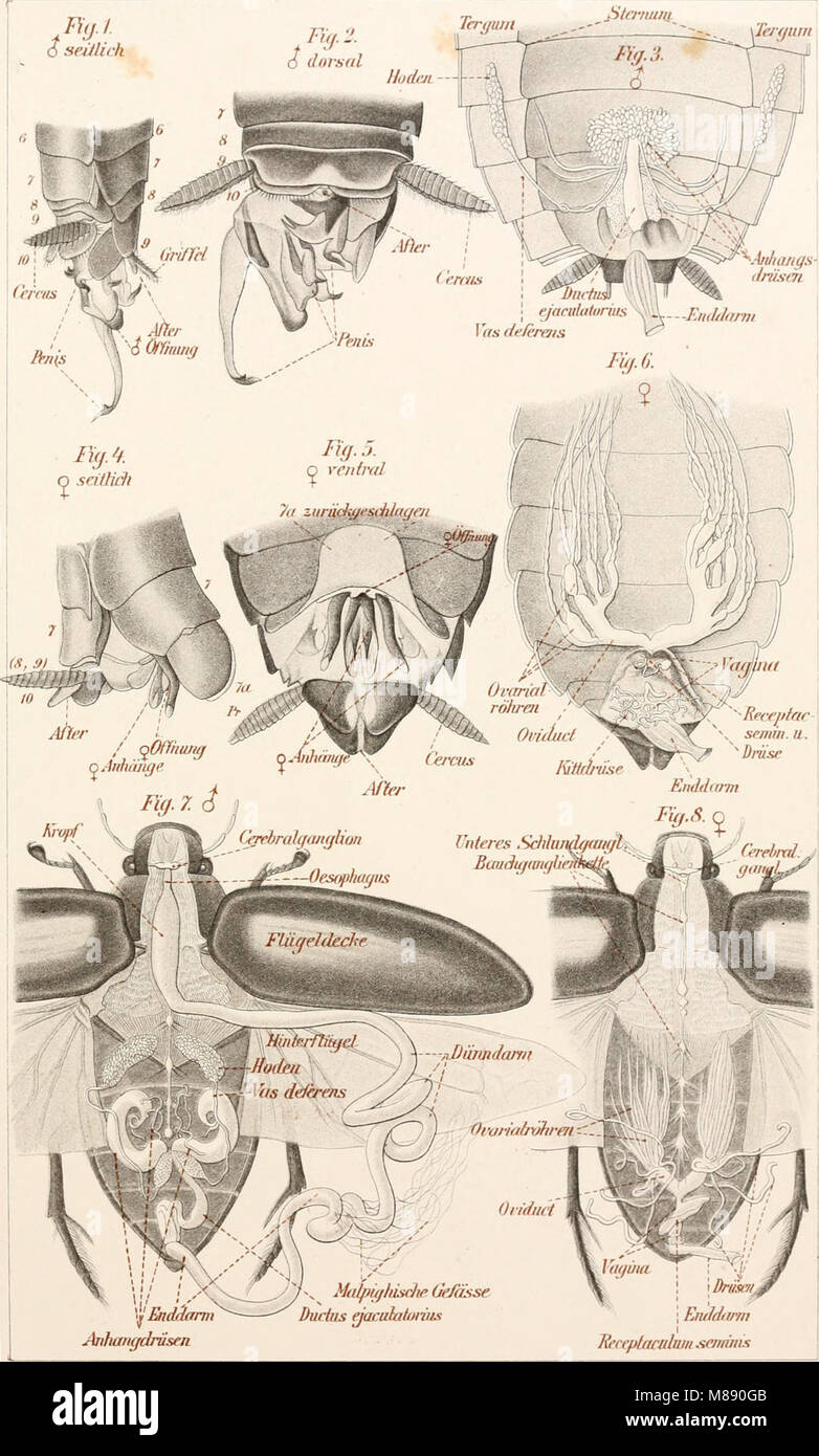 Questo lavoro del 1896, *Elementarcurs der Zootomie*, offre un corso fondamentale di anatomia zoologica attraverso quindici lezioni. Fornisce spiegazioni dettagliate sulla struttura di varie specie animali, contribuendo allo studio della biologia animale e dell'anatomia. Foto Stock