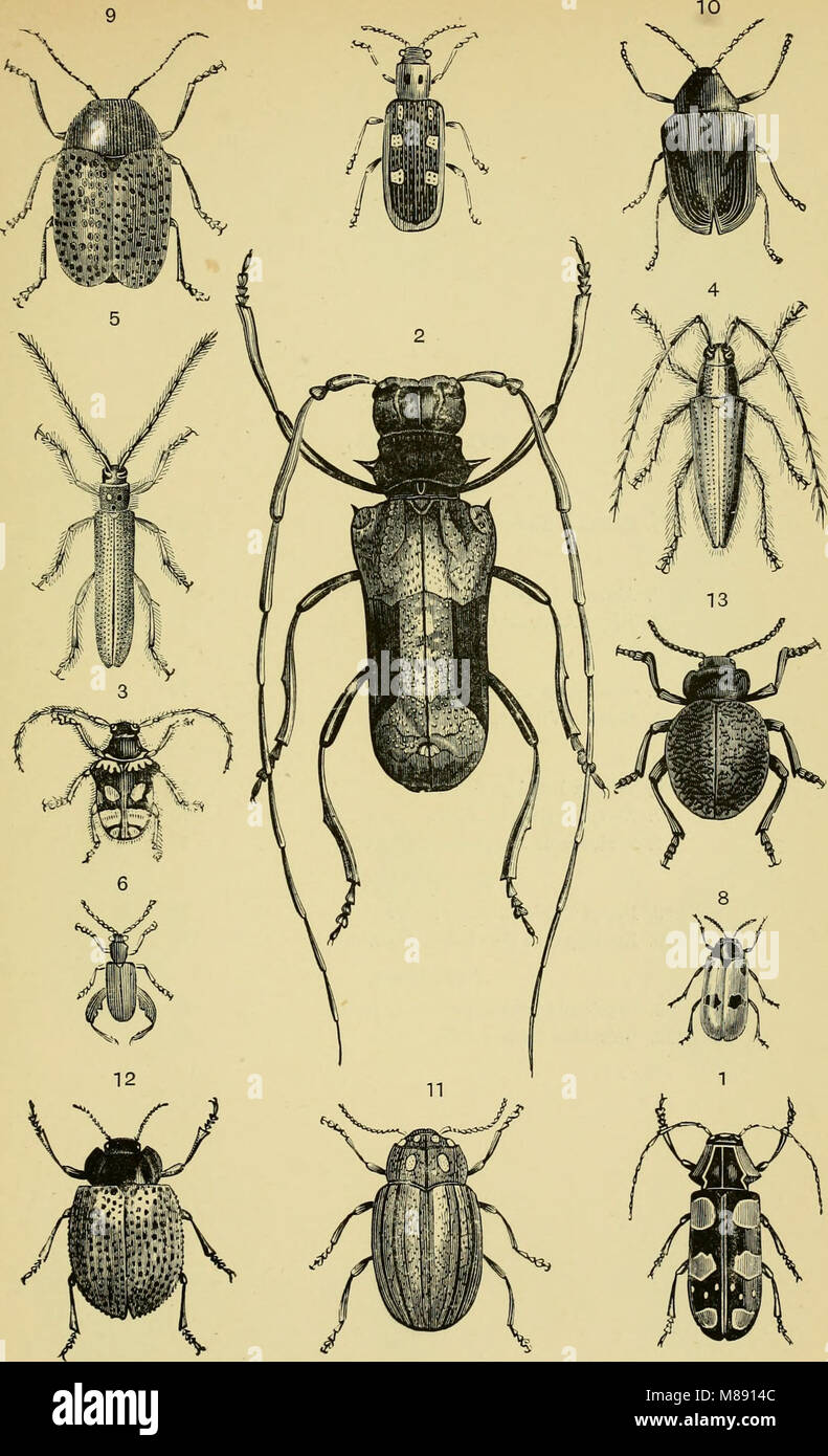 Testo elementare-libro di entomologia (1892) (21237173601) Foto Stock