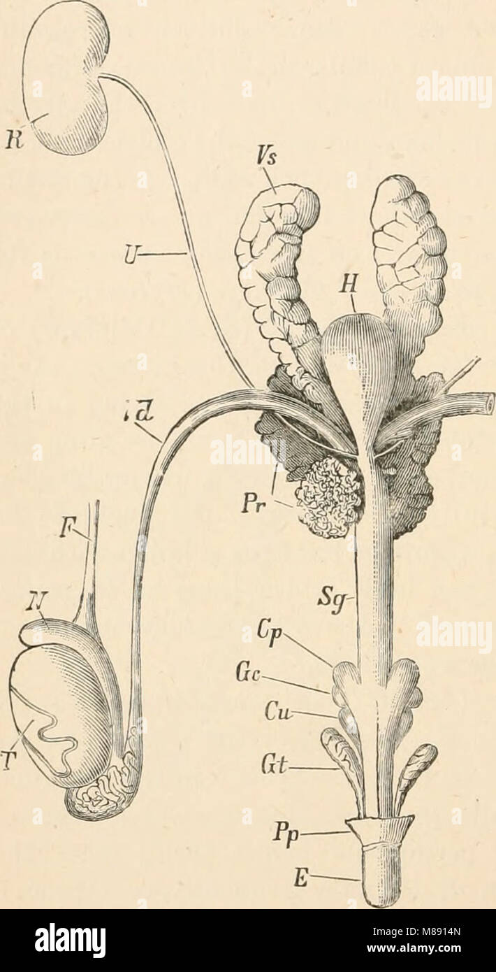 Testo elementare-libro di zoologia (1884) (21044441850) Foto Stock