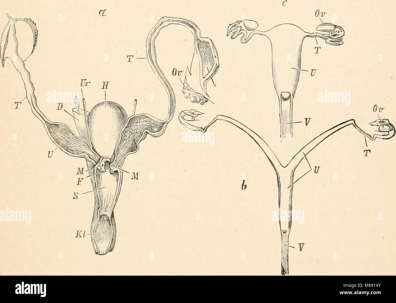 Il libro di testo elementare di zoologia del 1884 fornisce un'introduzione alla biologia animale, inclusa la classificazione, la fisiologia e il comportamento di varie specie. Foto Stock