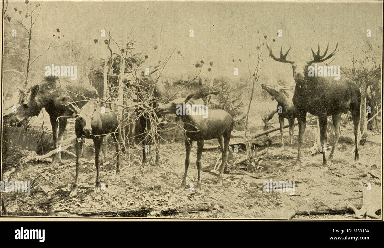 Un testo fondamentale in zoologia, pubblicato nel 1902, progettato per scopi educativi. Il libro tratta argomenti essenziali nello studio degli animali, tra cui classificazione, fisiologia e comportamento, fornendo una comprensione di base dei principi zoologici per i principianti. Foto Stock