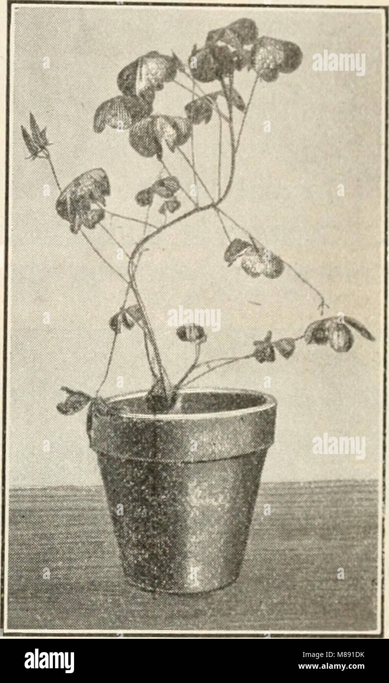 Questo libro di testo offre un approccio completo alla biologia, integrando botanica, zoologia e fisiologia umana, fornendo informazioni pratiche sulle interconnessioni tra la vita vegetale, gli animali e la biologia umana. Foto Stock