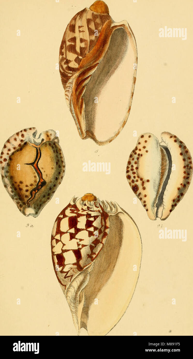 Elementi di conchology - una introduzione alla storia naturale dei serbatoi e degli animali che li costituiscono (1860) (20625252894) Foto Stock