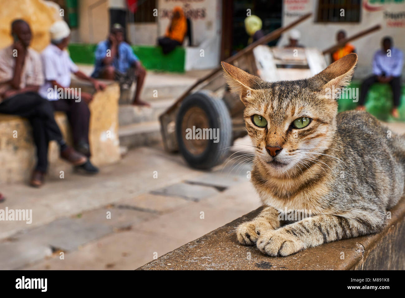 Kenya isola di Lamu, Lamu città patrimonio mondiale dell'Unesco, street gatti Foto Stock