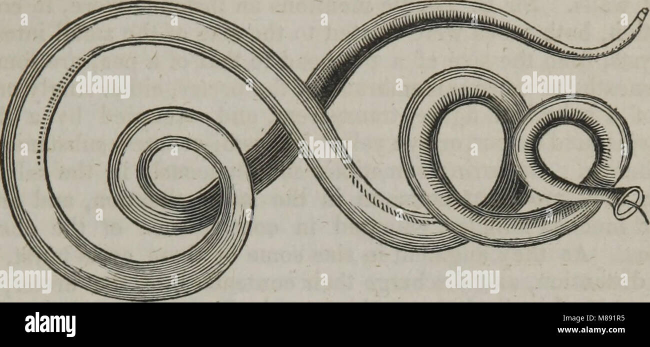 Elementi di anatomia patologica (1845) (14802844503) Foto Stock