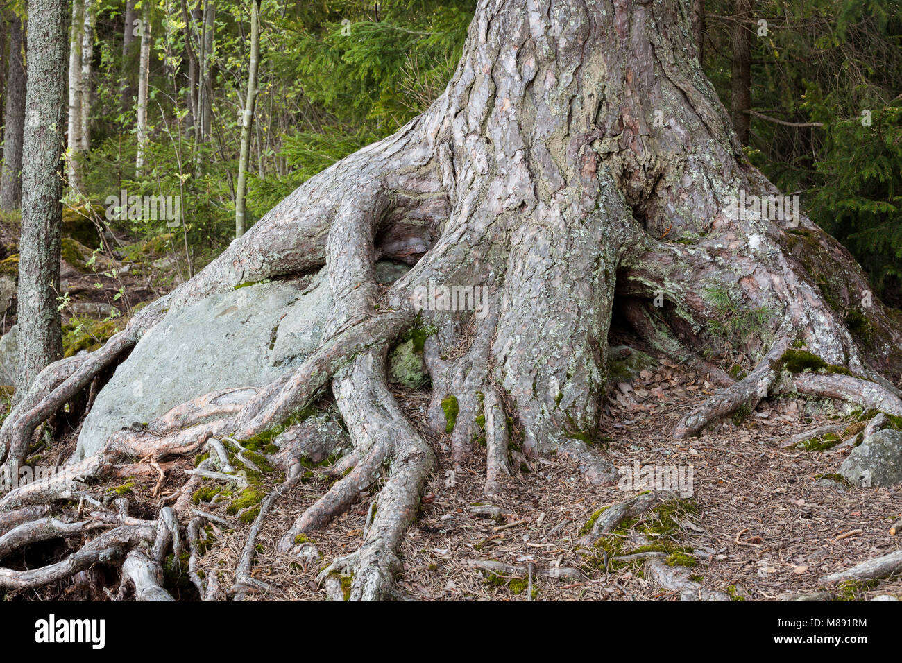 Grande tronco di albero radici in foresta Foto Stock