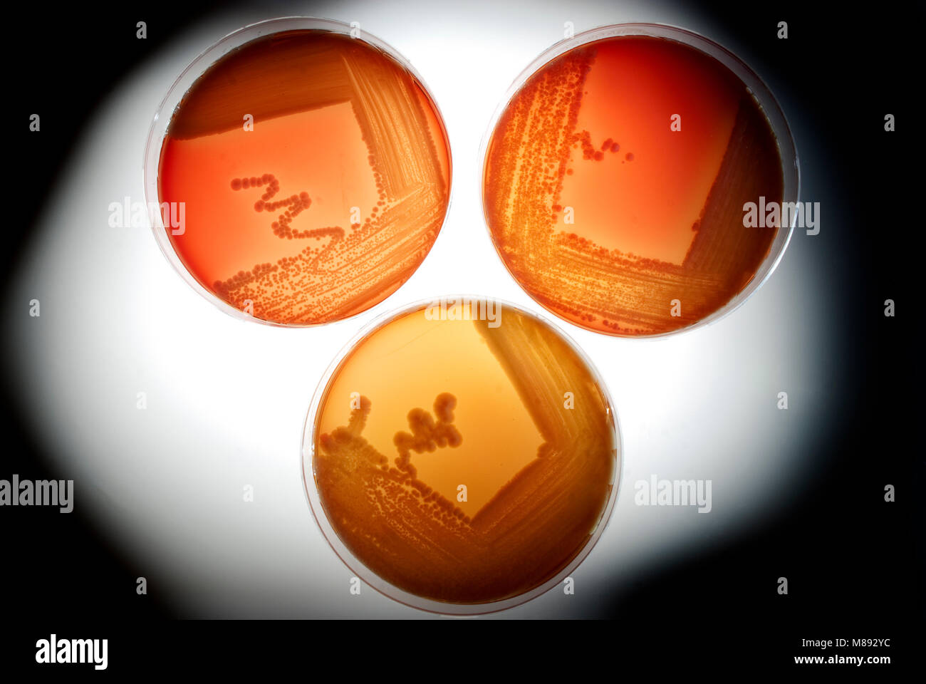 Capsule di Petri, colture di laboratorio Foto Stock