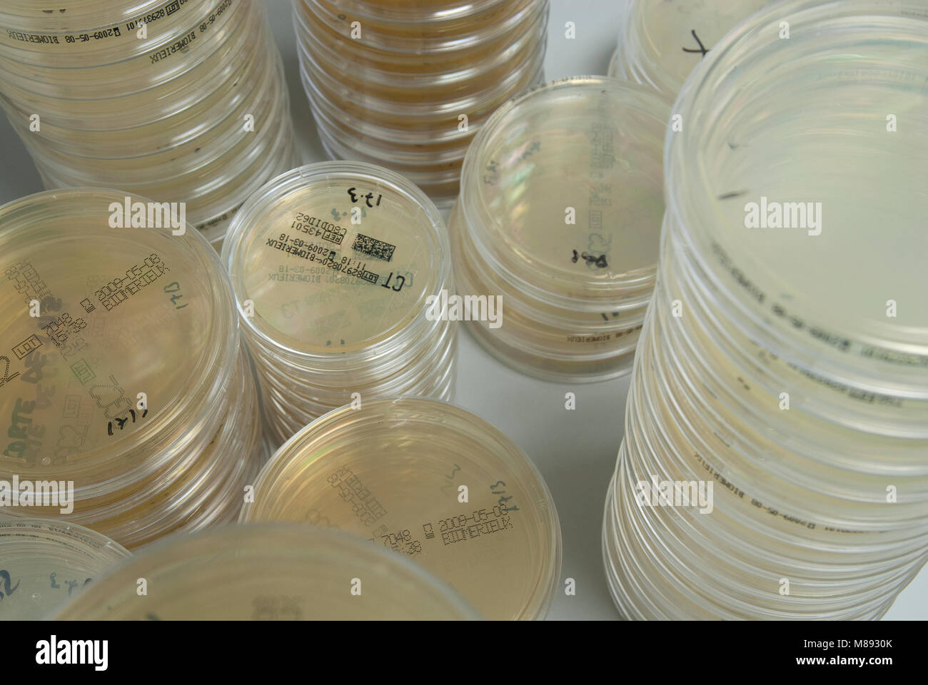 Capsule di Petri, colture di laboratorio Foto Stock
