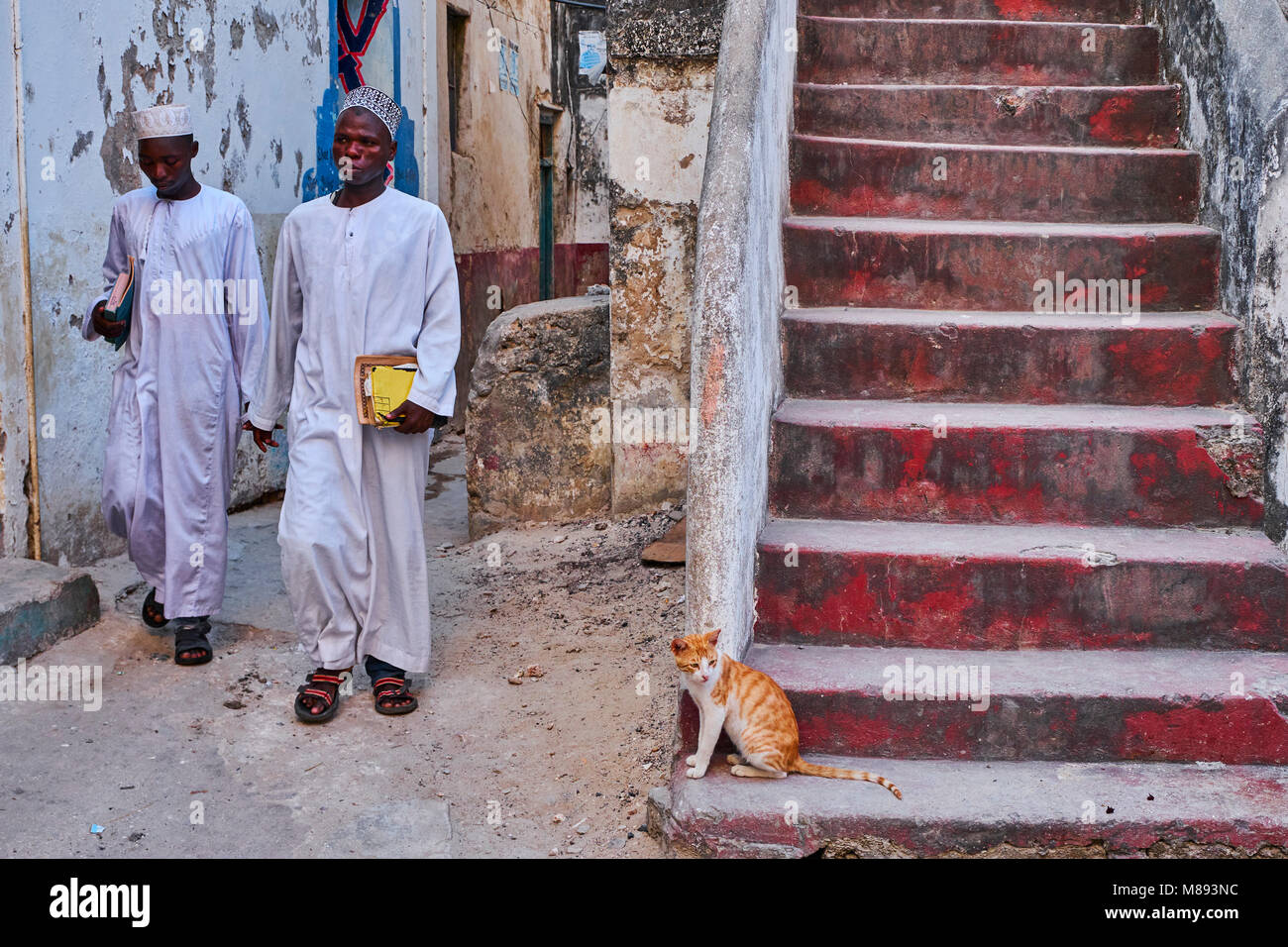 Kenya isola di Lamu, Lamu città patrimonio mondiale dell'Unesco, street gatti Foto Stock